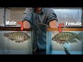 The Best Tilapia Spawning Video on Youtube