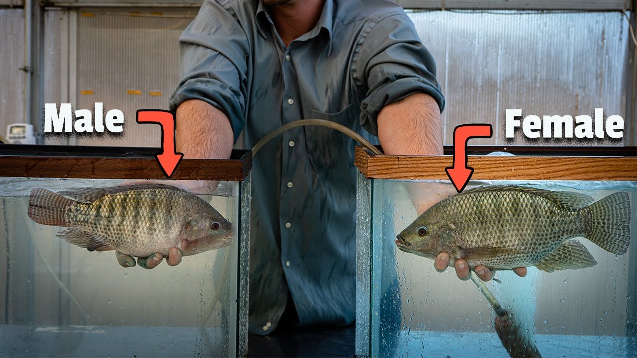 The Best Tilapia Spawning Video On Youtube