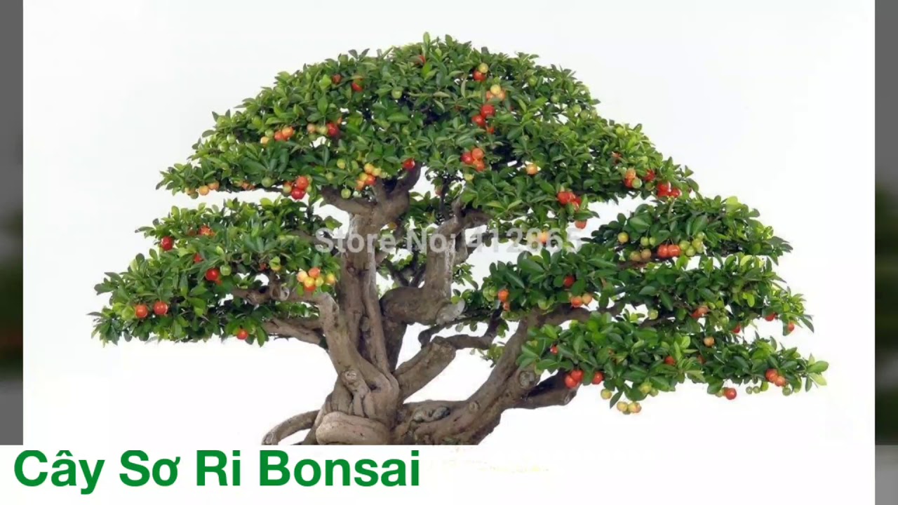 Bonsai sưu tầm 54 - Những cây Sơ Ri bonsai đẹp. - YouTube