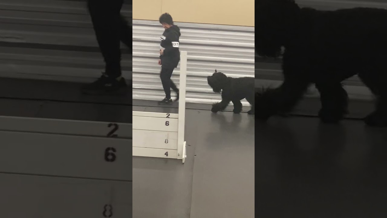 Black Russian Terrier Meera in Obedience trial Utility B First place