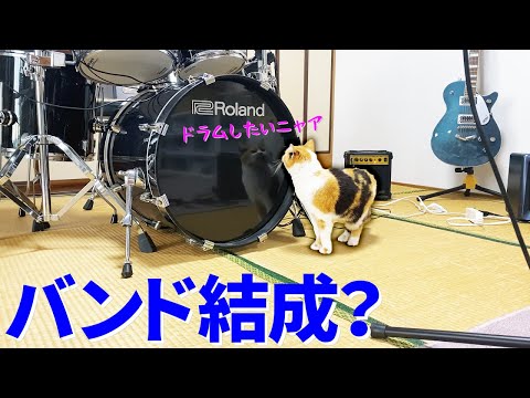 ドラムに興味津々の三毛猫