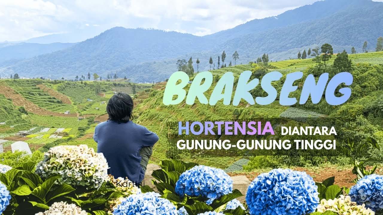 BRAKSENG - HORTENSIA DIANTARA GUNUNG-GUNUNG TINGGI