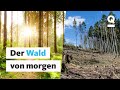 Waldsterben verhindern: So wichtig ist unser Wald | Quarks