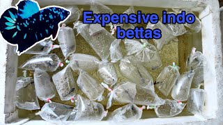 Indonesian bettas for affordable price | தமிழ் | courier possible