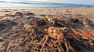 Freediving from the shore for GIANT lobsters | No Boat Needed | Catch & Cook