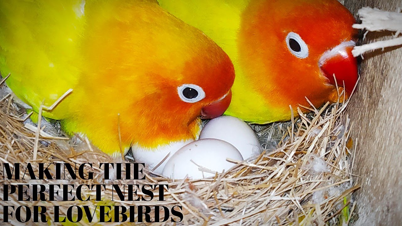 I changed the nesting material how it benifited me lovebirds nest