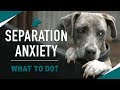 How to stop your dogs separation anxiety must try