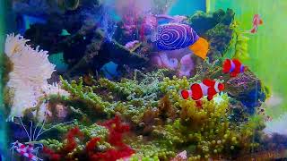 「Relaxing and pleasant music: real and beautiful aquarium~Heal your mood and relax your body an」的副本