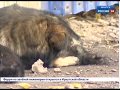 Бродячие собаки загрызли щенка добермана в Иркутске