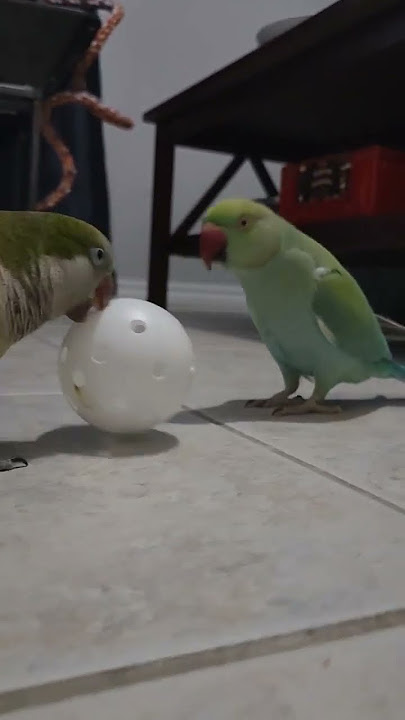 Ringneck gets angry he wants his ball back! 😤 #funnyanimals #indianringneck #quakerparrot #shorts