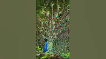 A peacock peacocking 🦚