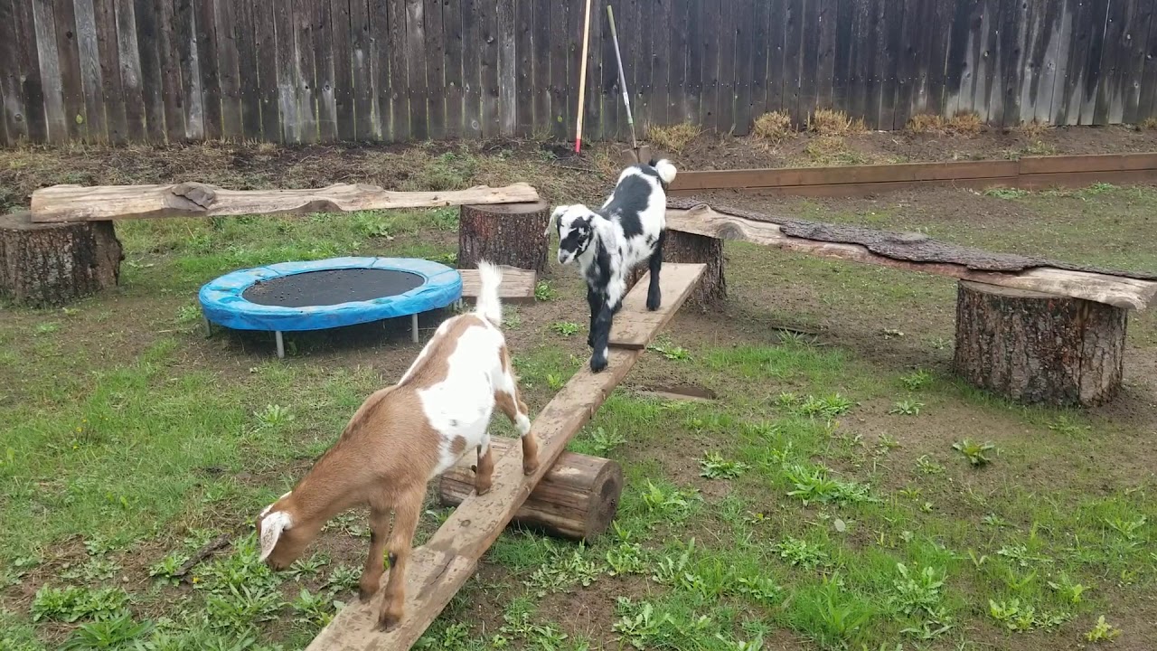 Goat Teeter totter YouTube