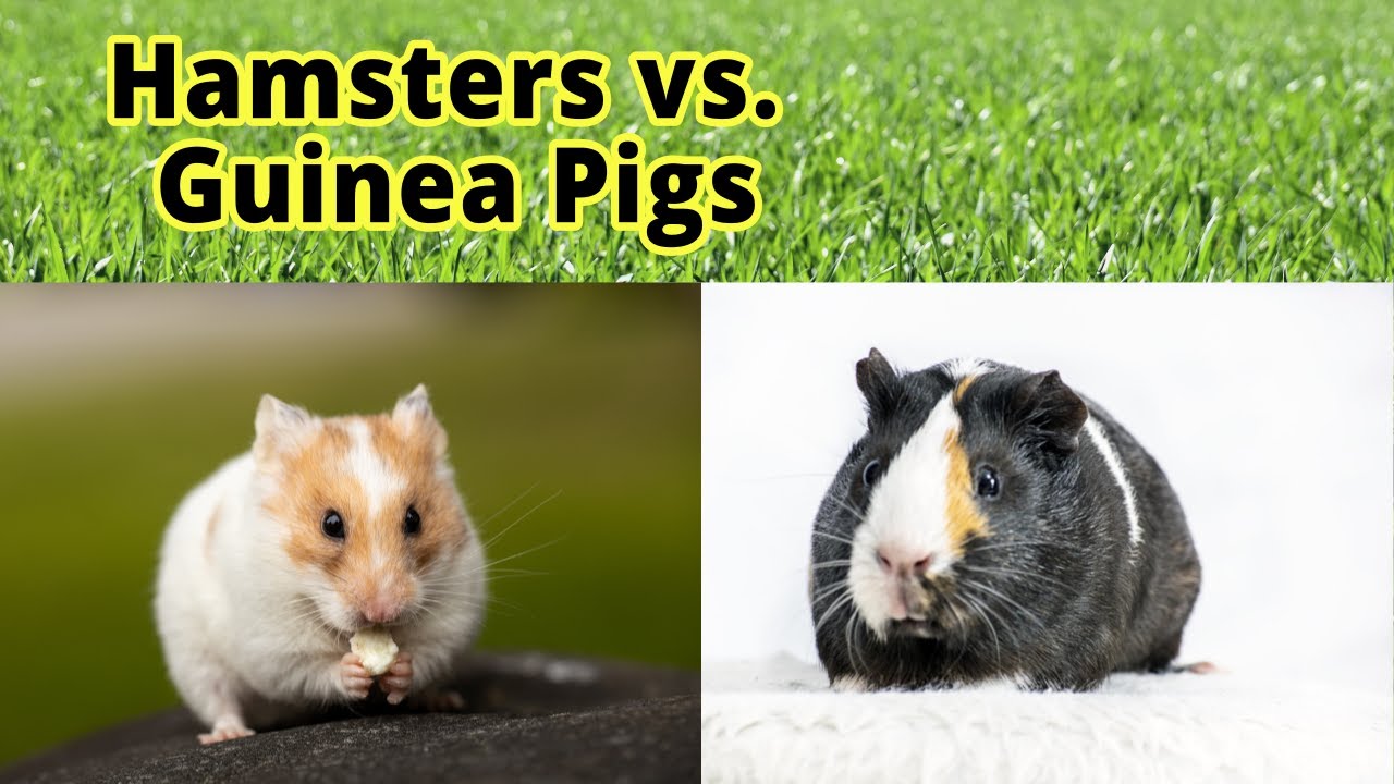 So Just What Is The Difference Between A Guinea Pig Vs Hamster