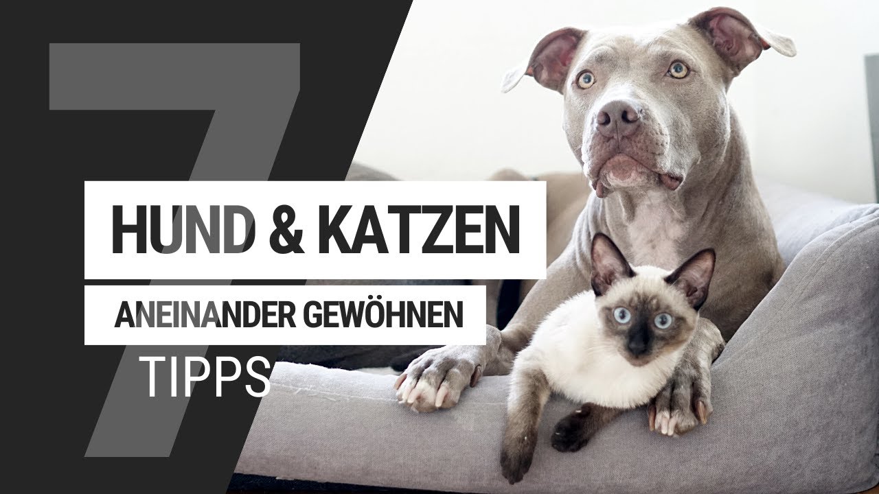 7 Tipps Zur Zusammenführung Von Hund Und Katze Hund Und