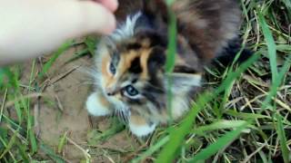 😿😺😸 Никогда не бросайте животных. (см. описание) 😿😺😸 Никогда не бросайте животных. (см. описание)