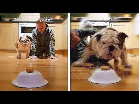 Dog Vs Human! (Race For Chicken Nugget) - Who's Faster?