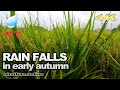 Japan Walk | Rain falls in early autumn in the countryside | Explore Japan in Walking Style 4K