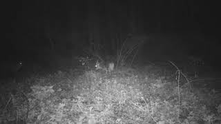 trail cam animal life365 Norfolk uk