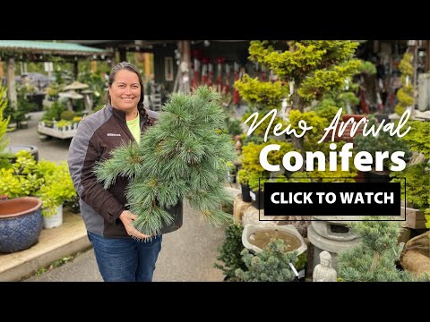 Vídeo: Pinho canadense é uma árvore conífera perene com agulhas planas. cicuta canadense