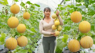 Harvesting Cantaloupe goes to countryside market sell - Free farm life | Phương Free Bushcraft
