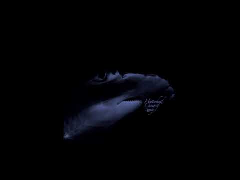RSE | Sphyrnidae Rule Of The Oceans Joined With Tidal Lunar Forces [Hospital 2026]