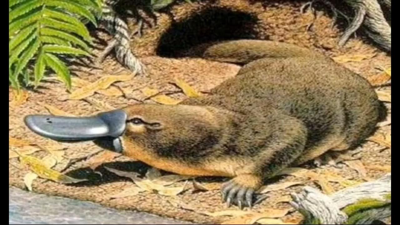 Tracy Adams ishtirokidagi barcha porno videolar