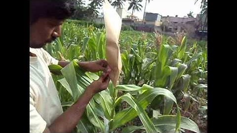 low phytate maize for animal nutrition