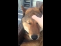 Dog facial relaxation massage by Physio