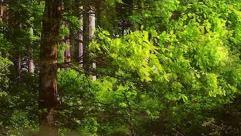 🌳 4K - Relaxing Nature Sounds For Stress Relief, Forest Sounds, Bird Song, ASMR thumbnail
