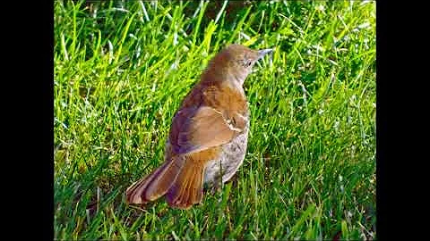 Brown Thrasher Toxostoma rufum