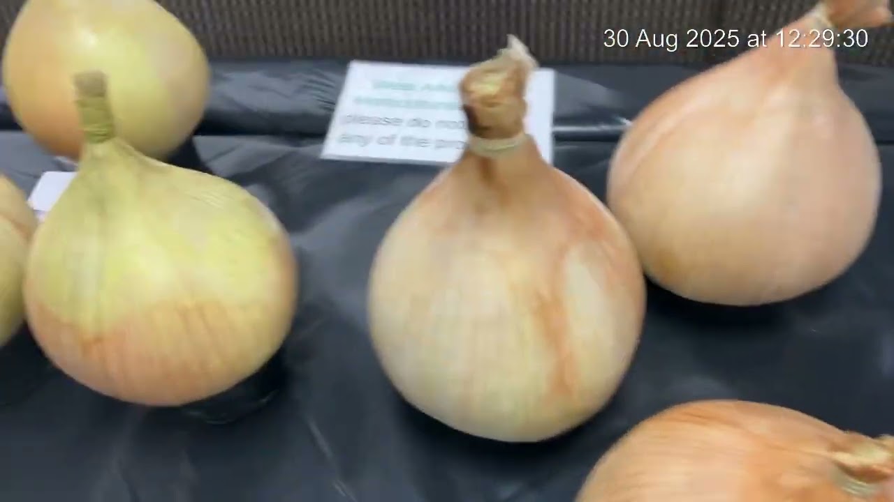 West Allotment open show. 2025