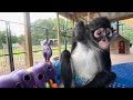 Mothers day story time and fun  outdoor animals funny