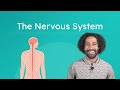The Command Center of Life: Exploring the Nervous System and Its Functions