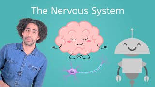 The Nervous System  Life Science for Kids!