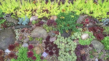 How I Built My Cold Hardy Succulent Rock Garden (Sempervivum Sedum Orostachys) - Weed Barrier?