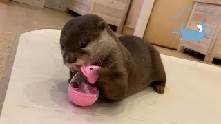 【双子のカワウソ】おだしとおつゆとネズミさん　Otter　Odashi ＆ Otsuyu and toy of mouse