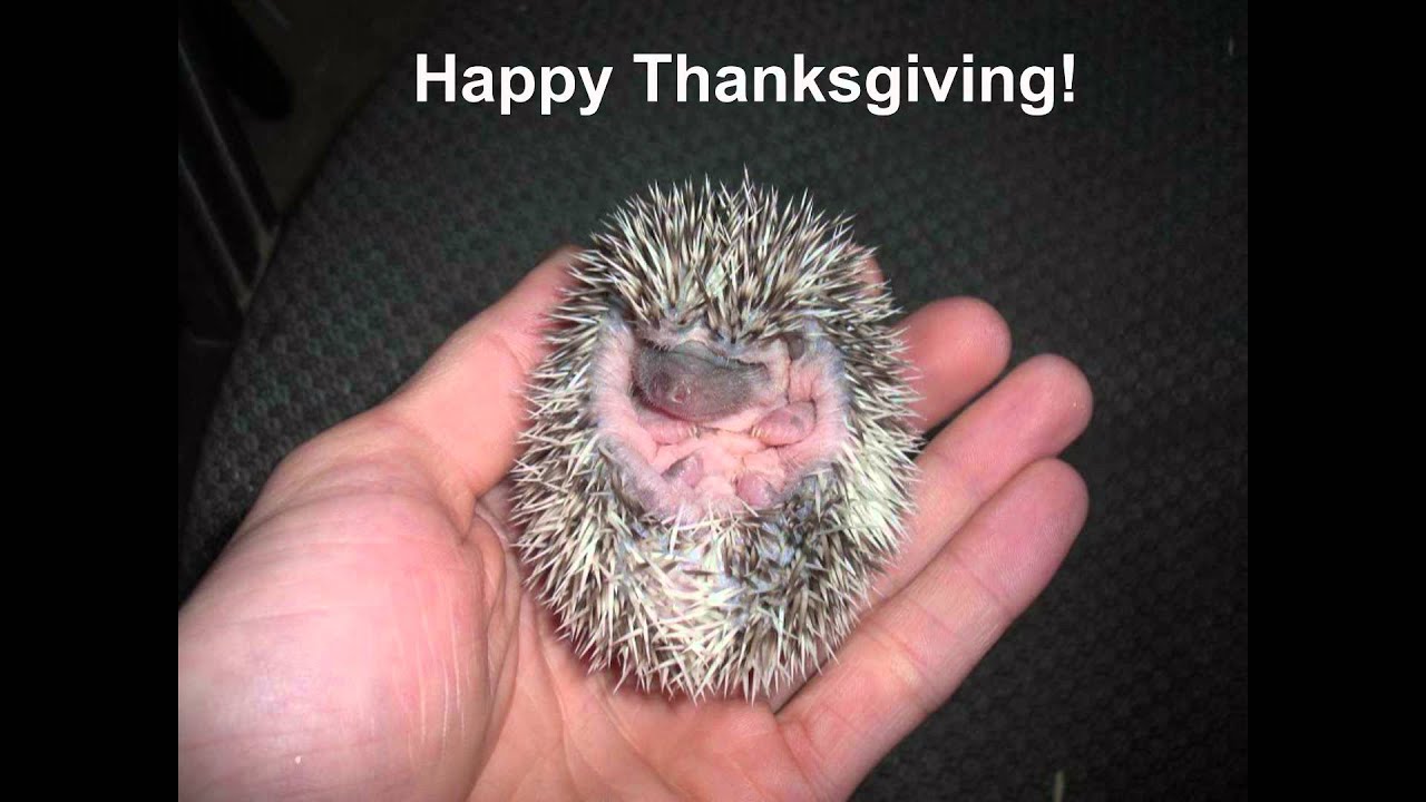 Happy Hedgehog Thanksgiving! - Youtube