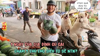 1 ngày của gia đình Củ Cải - Chăm sóc 5 chú chó siêu to sẽ như thế nào?