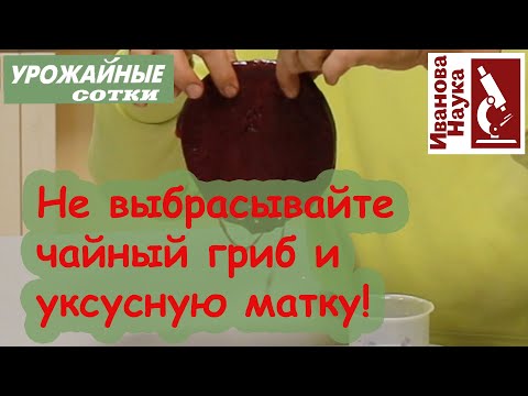 НЕ ВЫБРАСЫВАЙТЕ! Использование ценного домашнего продукта: защита от засухи и идеальные проростки!