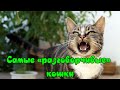 Самые «разговорчивые» кошки  The most" talkative " cats