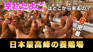 【日本最高峰の養鶏場に１日密着してみた！！】
