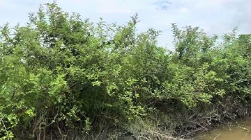 Cần bán nhanh DT 20 công đất lúa giá 85 triệu 1 công thuộc huyện mộc hóa tỉnh Long An lh 0819259737