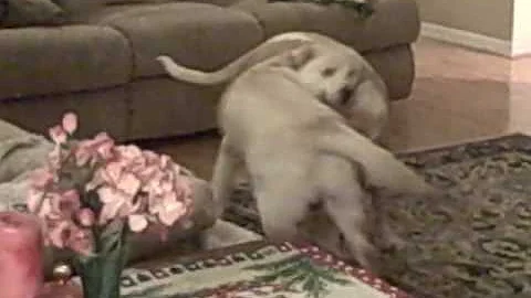Judo Puppy