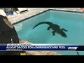 Alligator goes for a swim in backyard pool