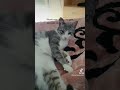 #shorts #catlover #funnycats #viral #kingsleague #gatostiktok #aesthetic #love #animalshorts