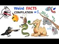 Weird Animal Facts Compilation - Part 1