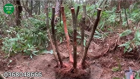 Phôi hoa sim tím bệ 6 thân (giao lưu 400k)