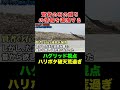 ハグリッド視点ハリポタ⑨ #ハリーポッター#ハリポタ#ホグワーツ