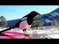 Black-Billed Magpie, Rocky Mountain NP in HD