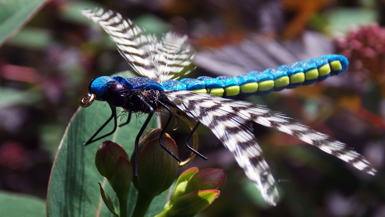 Realistic Adult Dragonfly fly tying class by Ruben Martin 